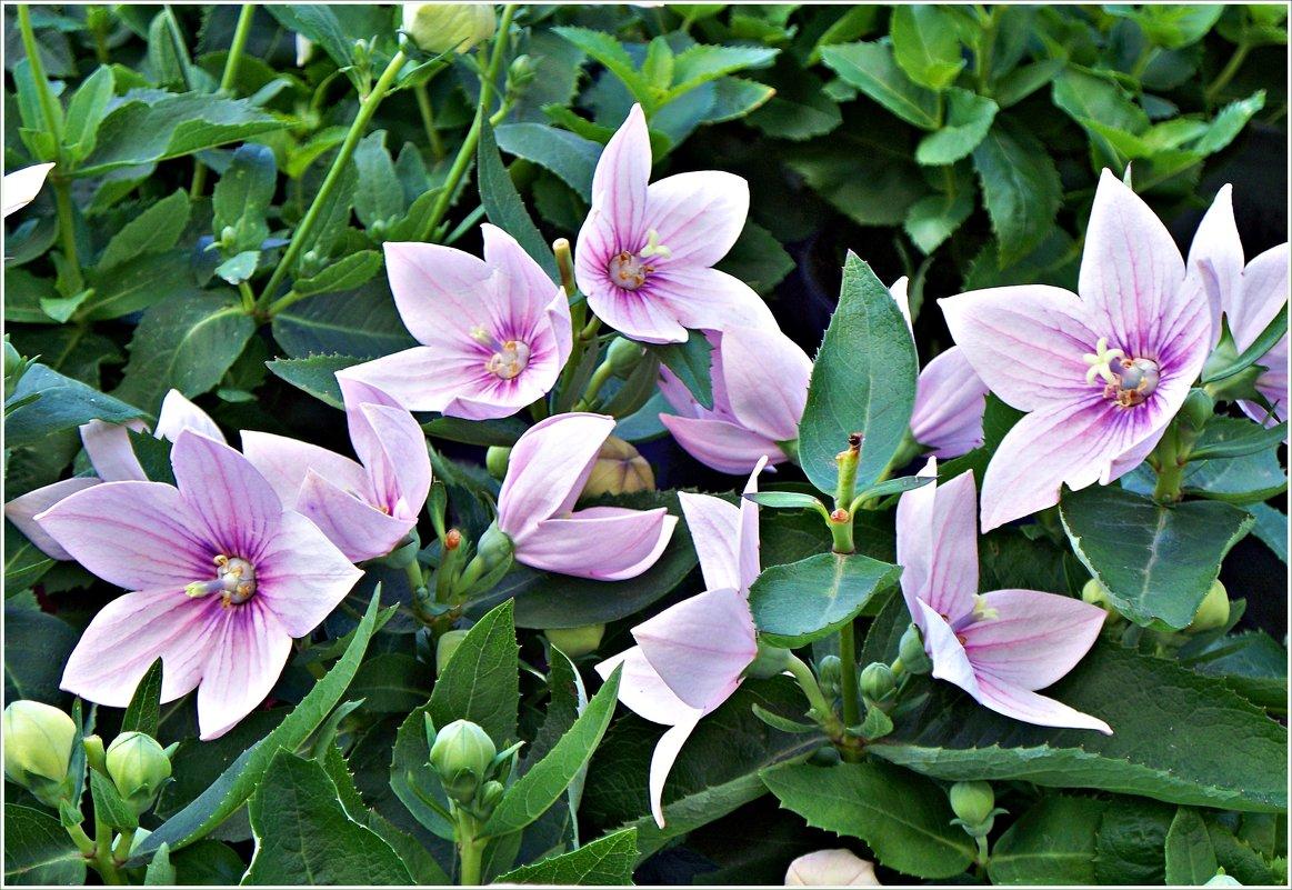 Купить семена Платикодон "Плазмас" Розовый флорист 30шт в интернет-магазине "7 семян"
