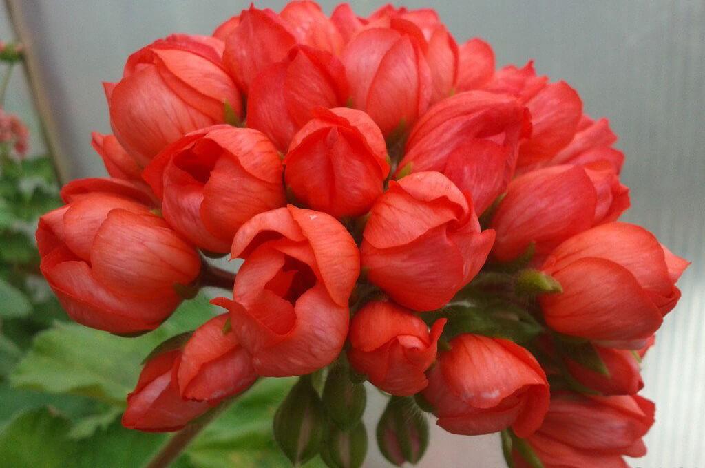 Марбаска тюльпан пеларгония — О цветах