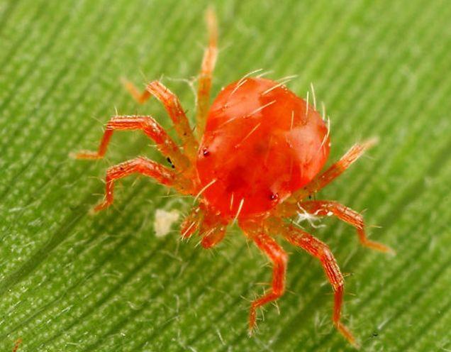 Клещ это паукообразное. Клещ фитосейулюс. Красный паутинный клещ маленький. Паутинный клещ красный паучок. Оранжевый паутинный клещ.