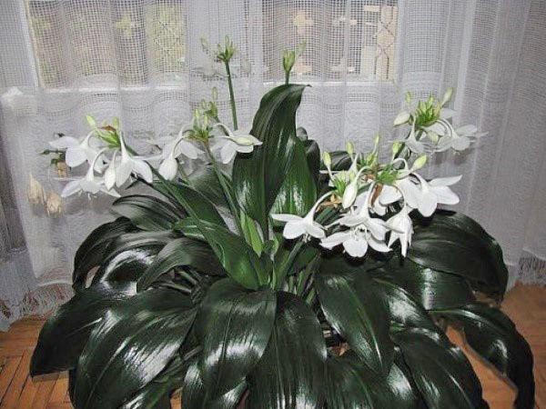 Эухарис 50 фото уход за амазонской лилией в домашних условиях Какой нужен грунт для пересадки цветка Цветение и размножение комнатного растения