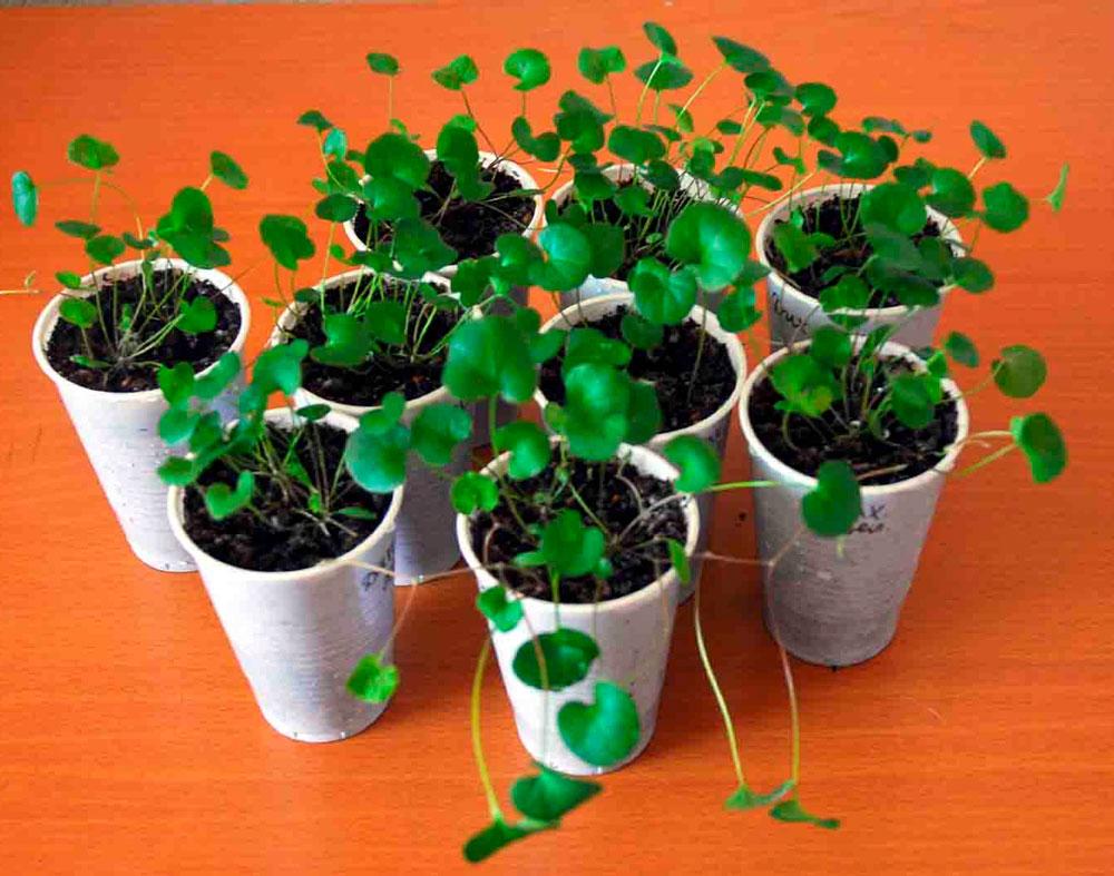 Можно ли выращивать дихондру как комнатное растение?