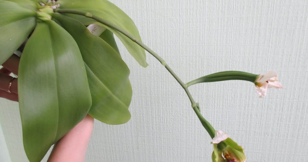Как размножить в домашних условиях орхидею черенками, корнями, детками и семенами? Особенности размножения орхидей в домашних условиях