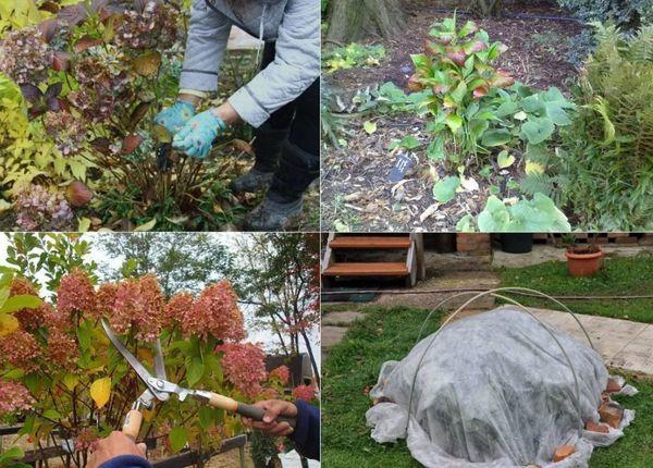 Уход за гортензией осенью в саду: как правильно провести подготовку к зиме