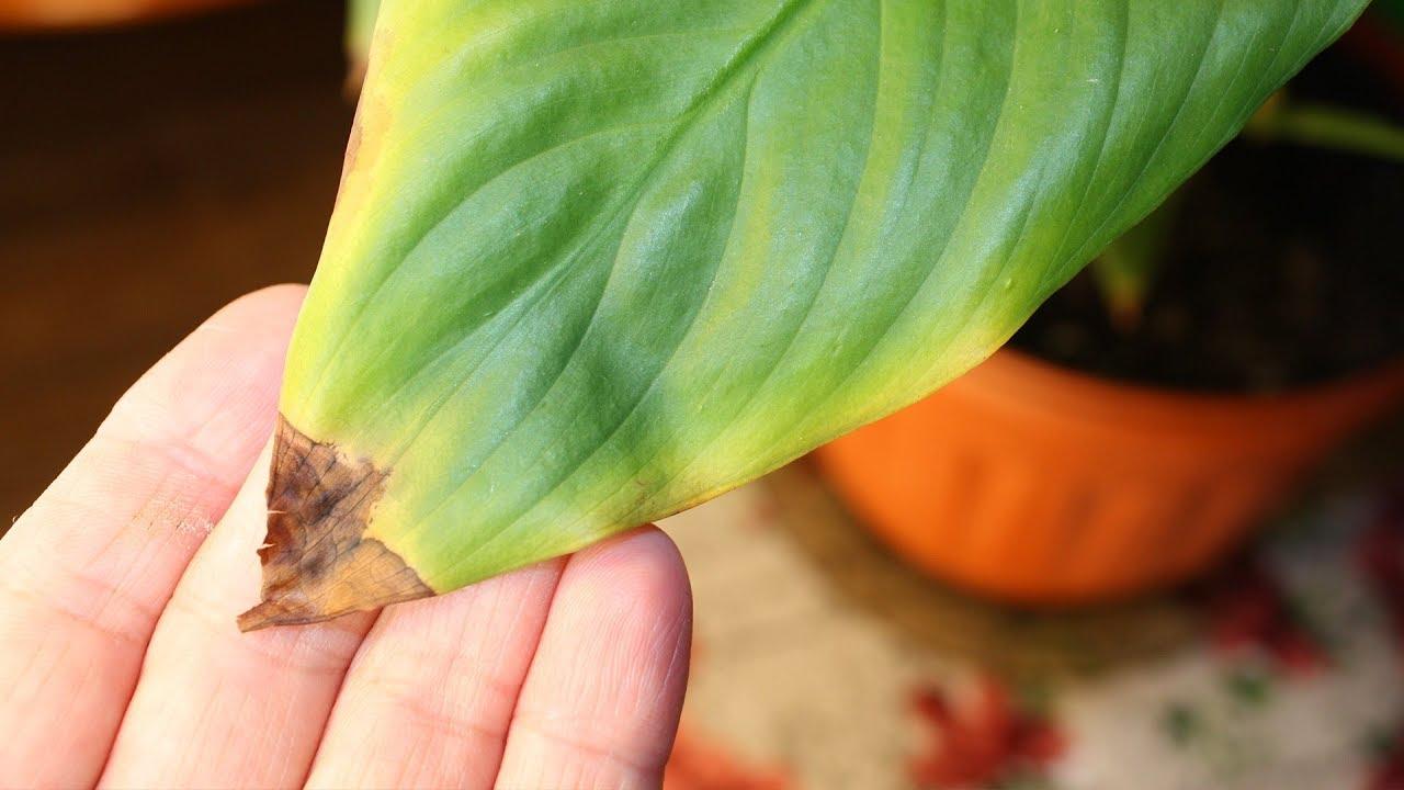Причины чернения кончиков листьев
