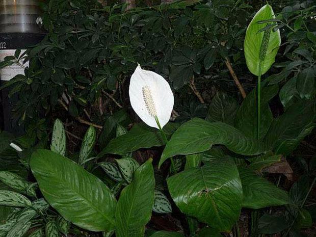 Почему у спатифиллума зеленеют цветы: как предотвратить проблему