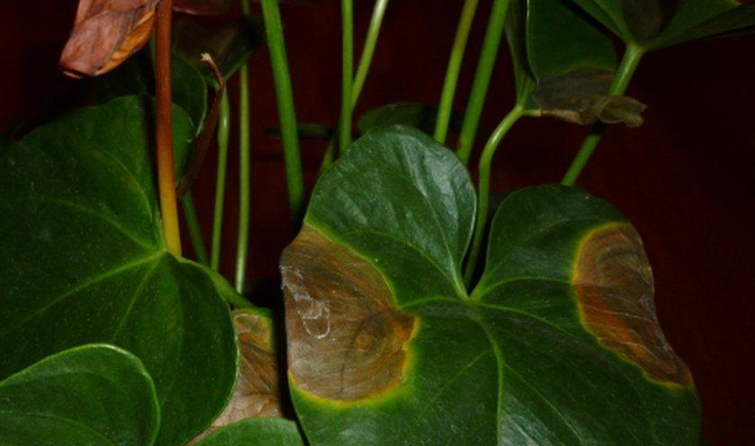 От чего бывают коричневые и иные пятна на листьях и цветах спатифиллума? Способы лечения растения