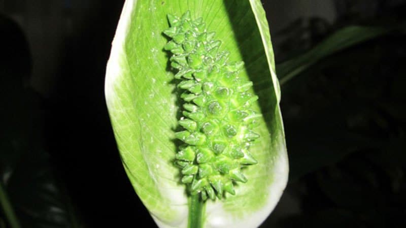 Почему у спатифиллума зеленеют цветы: как предотвратить проблему