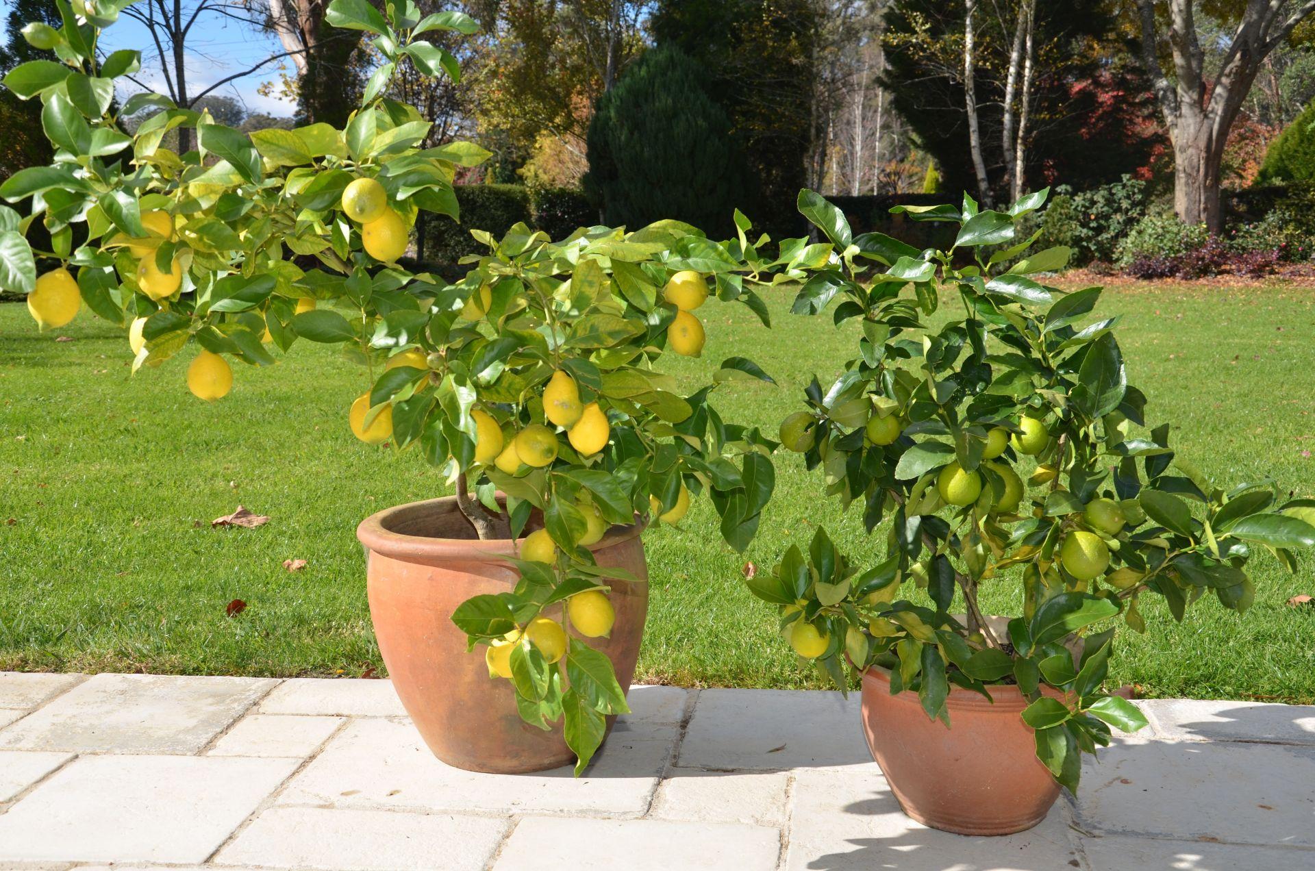 Лимонное дерево из косточки уход в домашних условиях, фото, как вырастить