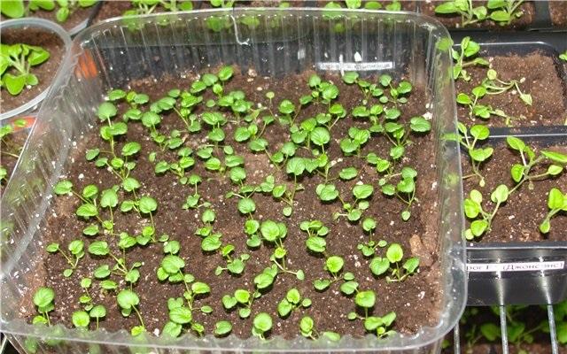 Как вырастить герань из семян в домашних условиях подробная инструкция