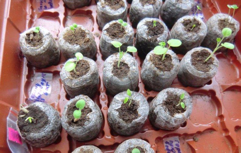 Проращивание семян марихуаны в торфяных таблетках tor browser автоматическая смена ip hydra