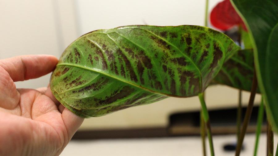 От чего бывают коричневые и иные пятна на листьях и цветах спатифиллума? Способы лечения растения
