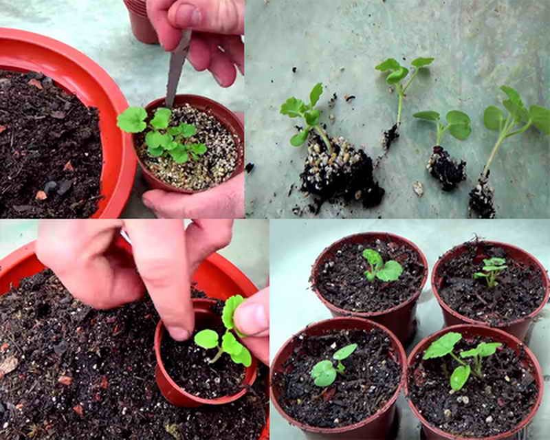 Как вырастить герань из семян в домашних условиях подробная инструкция