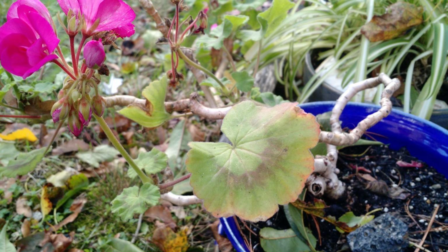 У герани краснеют листья причина с фото