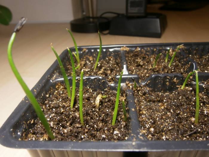 Как выращивать агаву в домашних условиях?