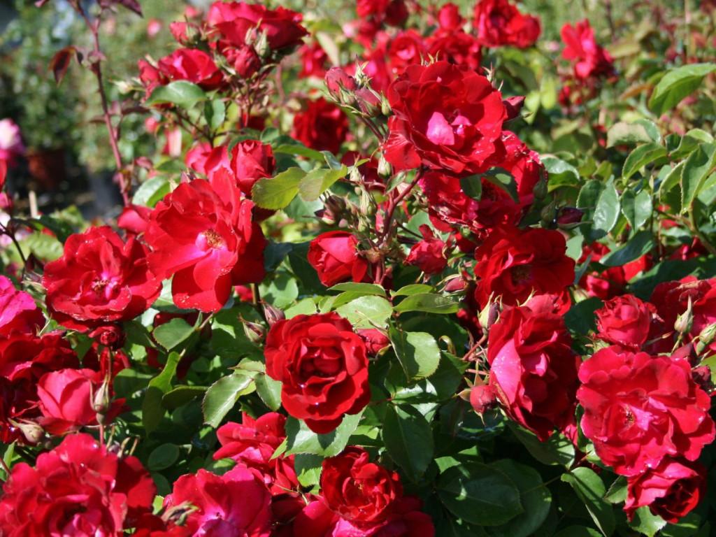 Роза парковая розовая фото и описание