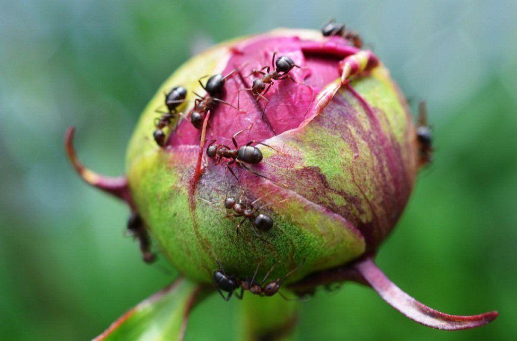 Как защитить бутоны пионов от муравьев