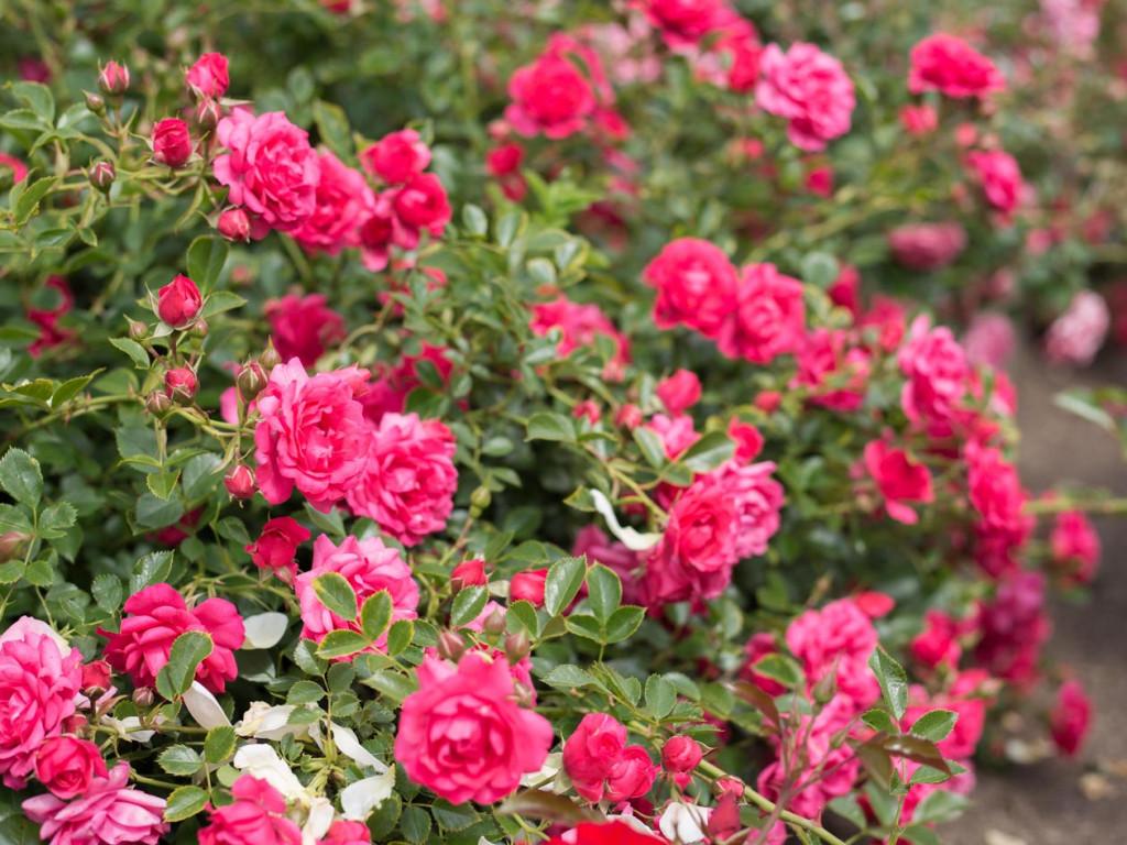 Бордюрная роза фото посадка уход в открытом грунте