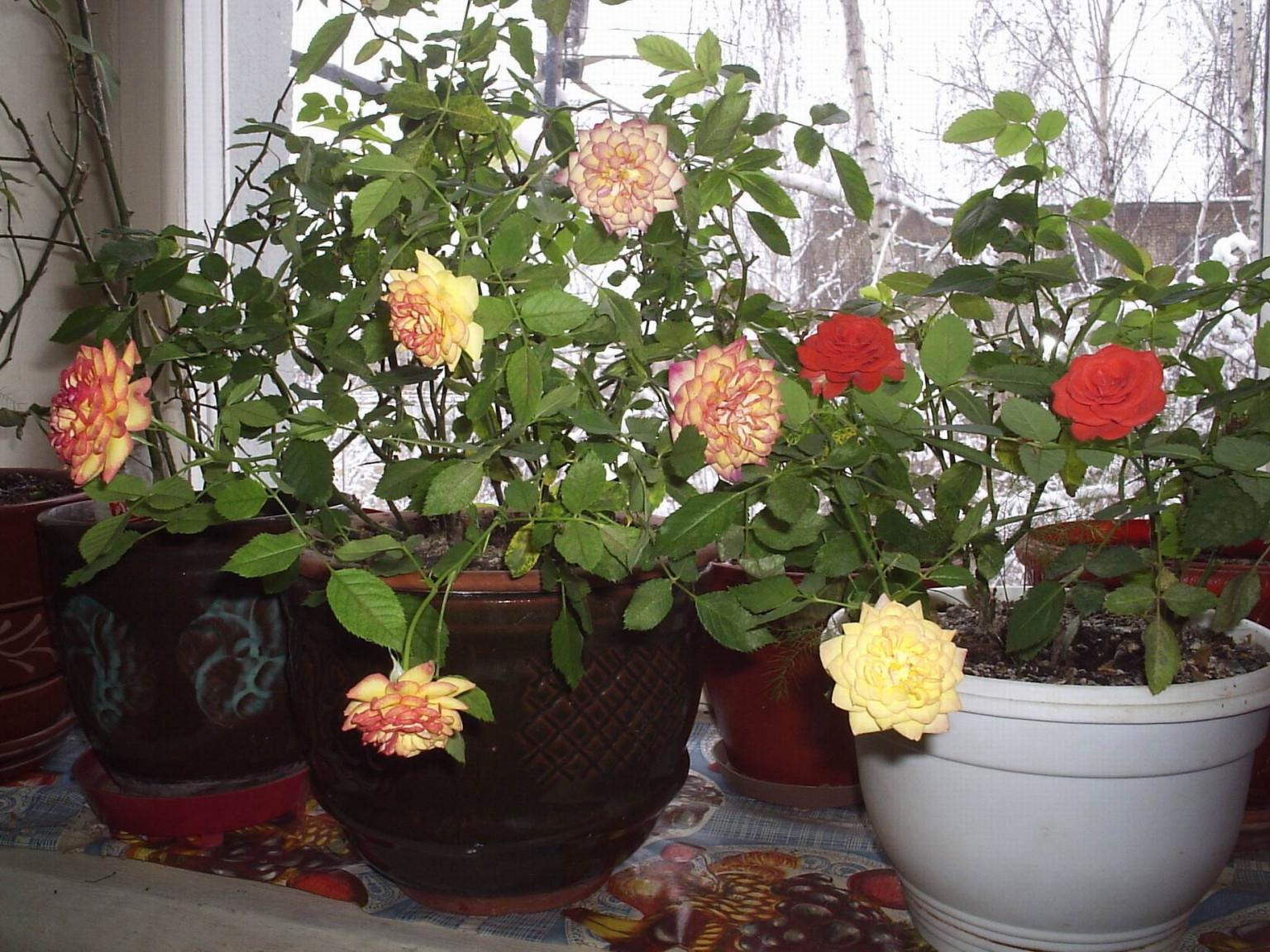 Цветок ахименес фото и как ухаживать в домашних условиях в горшке
