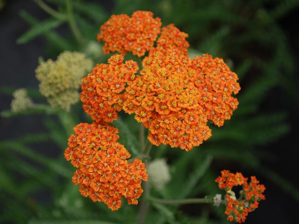 Тысячелистник Achillea Terracotta