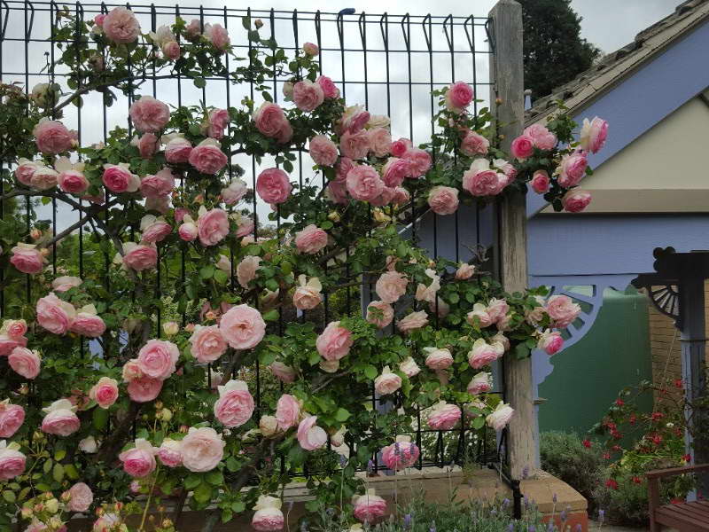 8. pletistaja roza nastojashchaja koroleva cvetov