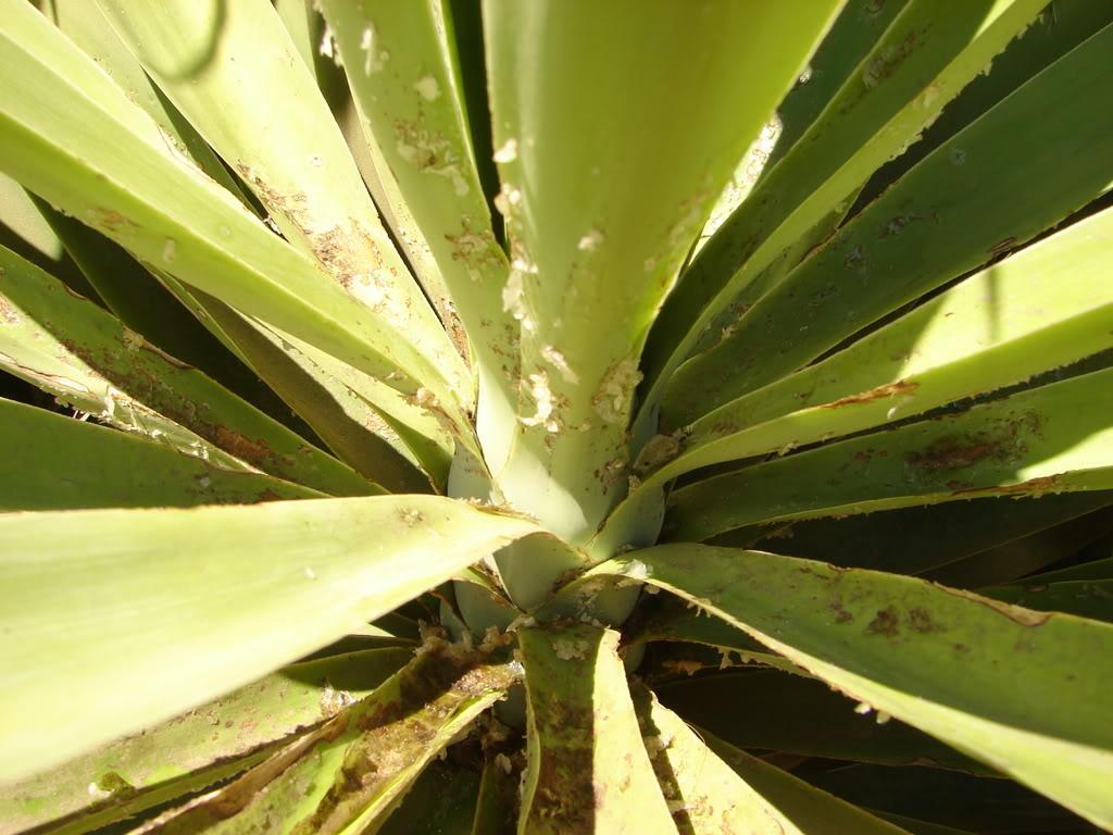 Юкка: уход в домашних условиях, размножение и пересадка пальмы