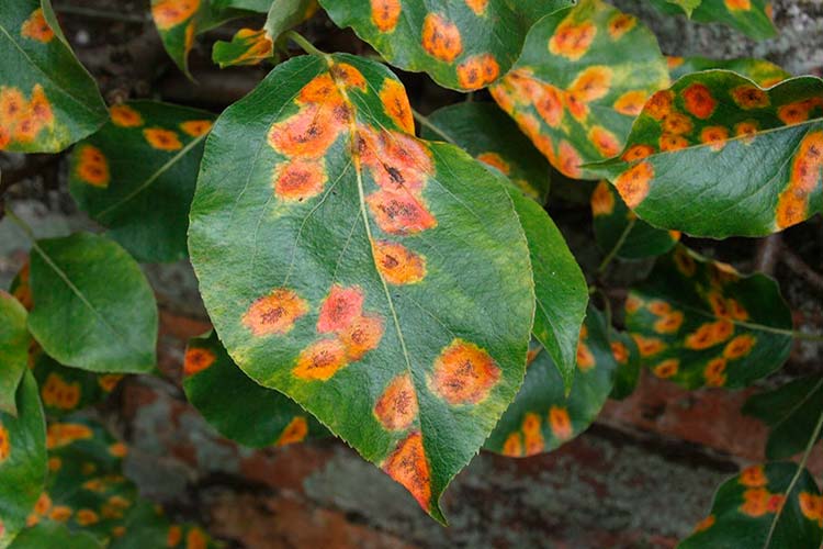 1 rzhavchina %E2%80%93 bolezni iz za kotoroj na listve pojavljajutsja krasnye tochki