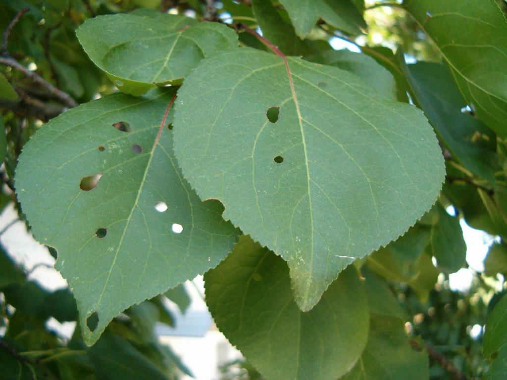 Абрикос болезни листьев фото как лечить
