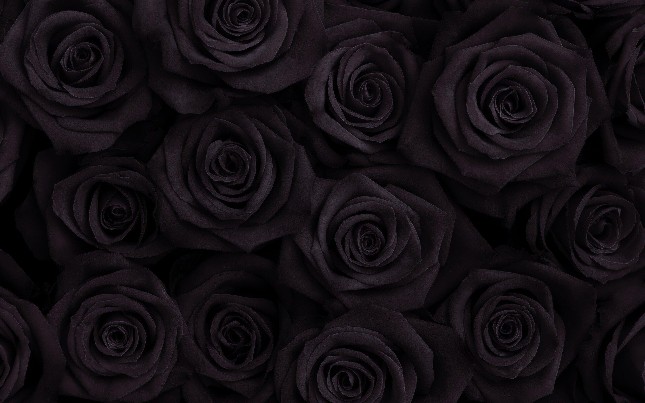 ✅ О черной розе: существуют ли в природе цветок розы с черными лепестками