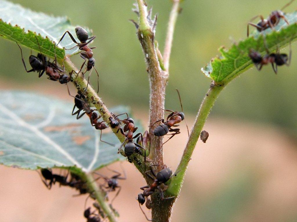 Боремся с муравьями без химии: 2 проверенных способа