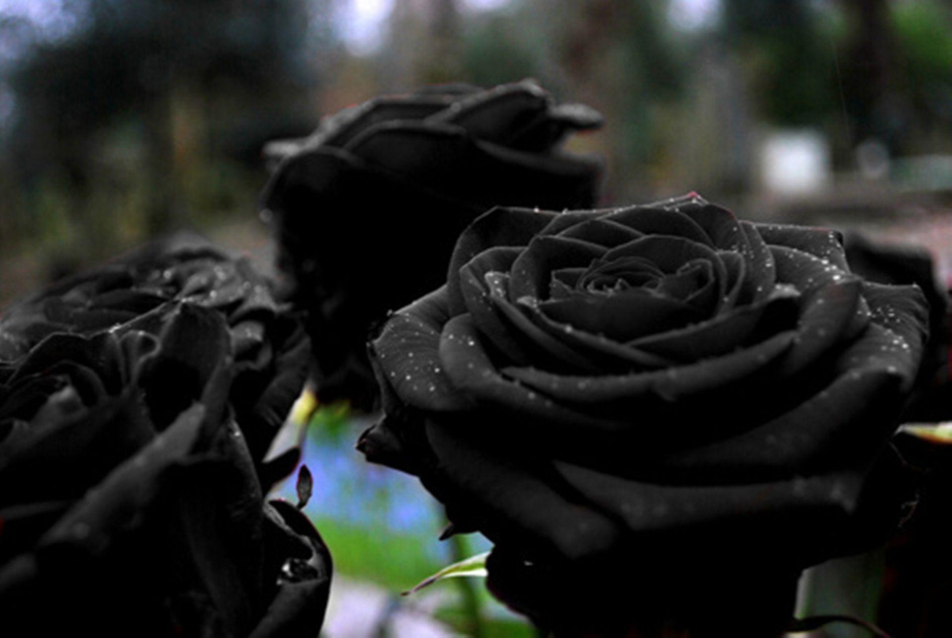 ✅ О черной розе: существуют ли в природе цветок розы с черными лепестками