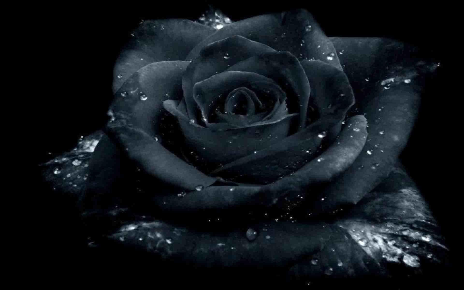 черная роза стим фото 5