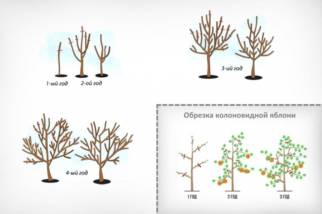 Как правильно формировать яблоню схема