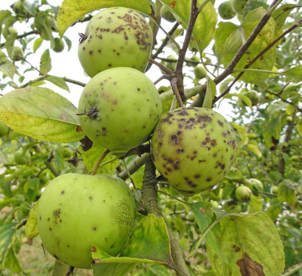 Признаки парши на яблоне фото лечение