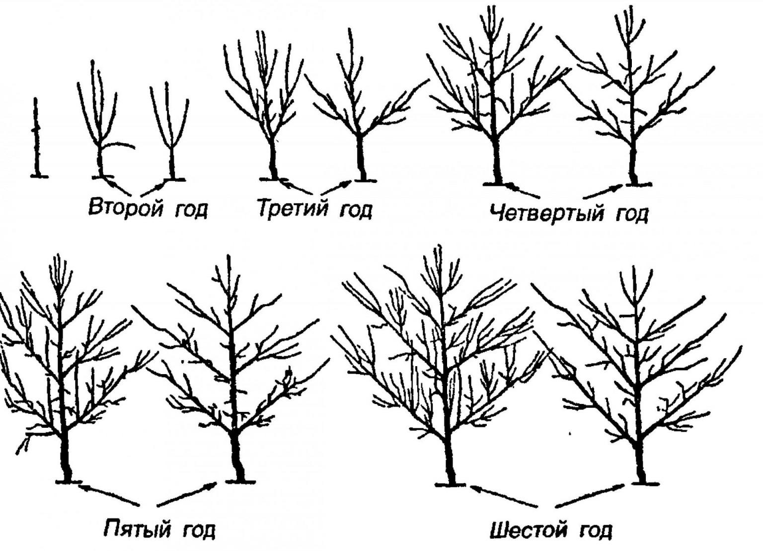 Как нарисовать крону дерева